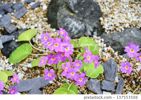 Primula megaseifolia Primula megaseifolia 137553508