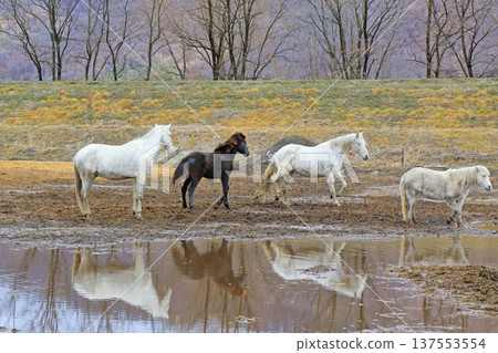Horses at Horseland Azumino Horses at Horseland Azumino 137553554