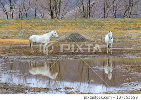 Horses at Horseland Azumino Horses at Horseland Azumino 137553559