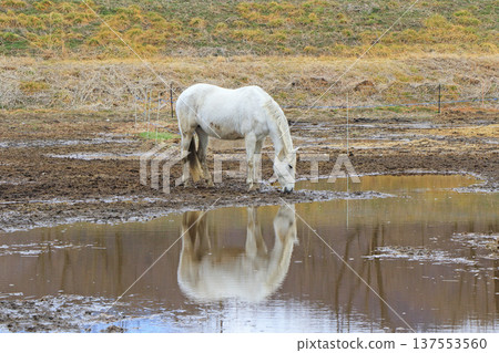 Horses at Horseland Azumino 137553560