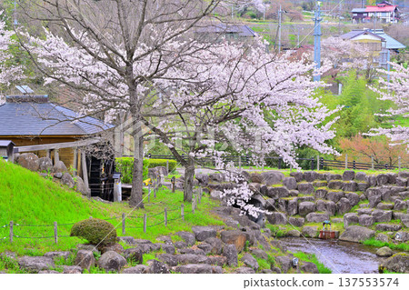 Cherry blossoms and watermill in full bloom at the Yase Ruins in Minakami Town, Gunma Prefecture Cherry blossoms and watermill in full bloom at the Yase Ruins in Minakami Town, Gunma Prefecture 137553574