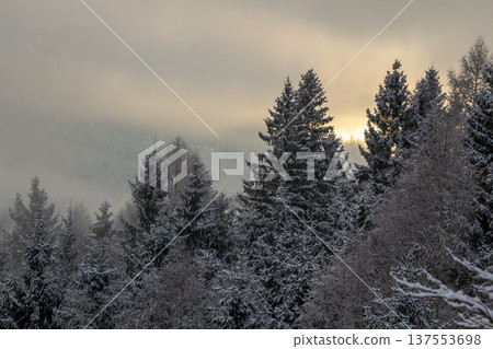 Mist is surrounding the pine forest by dawn. 137553698