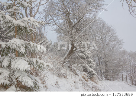 Hazy fog above the footh path in the snowcapped mountains Hazy fog above the footh path in the snowcapped mountains 137553699