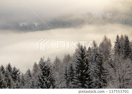 Mist is surrounding the pine forest by dawn. Mist is surrounding the pine forest by dawn. 137553701