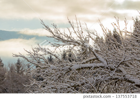 Snowcapped branches and in the distance the mist in the valley Snowcapped branches and in the distance the mist in the valley 137553718