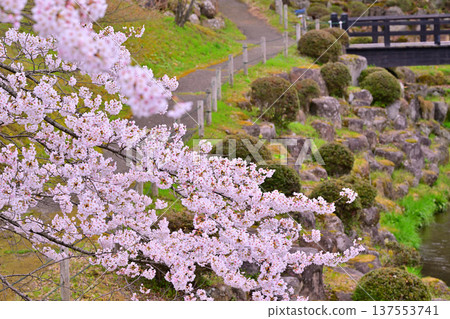 Cherry blossoms in full bloom at the Yase Ruins in Minakami Town, Gunma Prefecture Cherry blossoms in full bloom at the Yase Ruins in Minakami Town, Gunma Prefecture 137553741