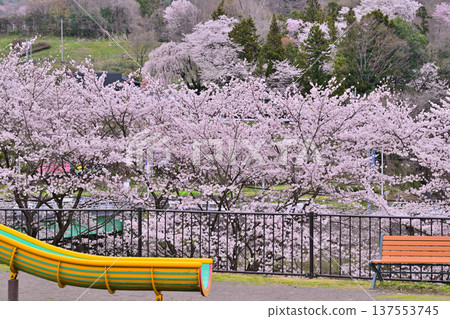 群馬縣水上町八瀨遺址的櫻花盛開 137553745
