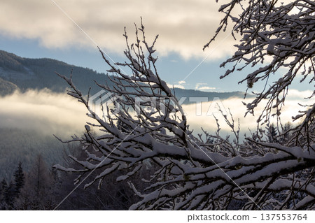 Snowcapped branches and in the distance the mist in the valley Snowcapped branches and in the distance the mist in the valley 137553764