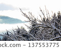 Snowcapped branches and in the distance the mist in the valley 137553775
