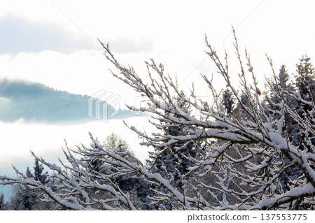 Snowcapped branches and in the distance the mist in the valley Snowcapped branches and in the distance the mist in the valley 137553775