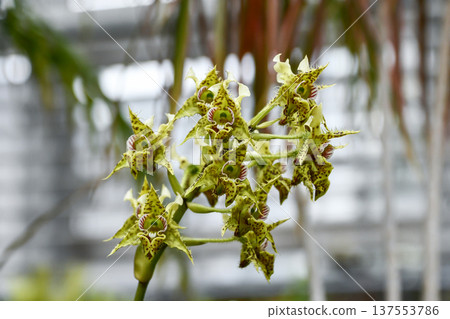 芬氏石斛 芬氏石斛 137553786