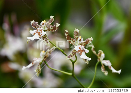Oncidium Oncidium 137553789