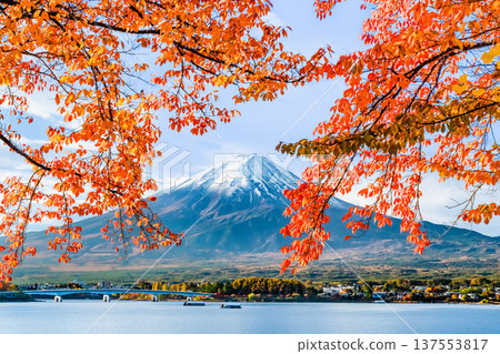 在Mt. Kawaguchiko和富士山的秋季葉子 137553817