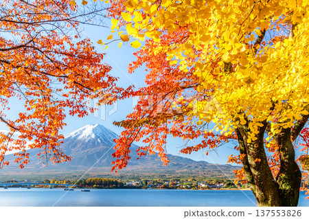 在Mt. Kawaguchiko和富士山的秋季葉子 137553826