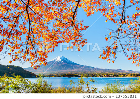在Mt. Kawaguchiko和富士山的秋季葉子 137553831