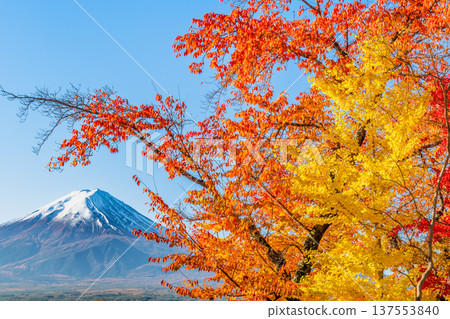 在Mt. Kawaguchiko和富士山的秋季葉子 137553840