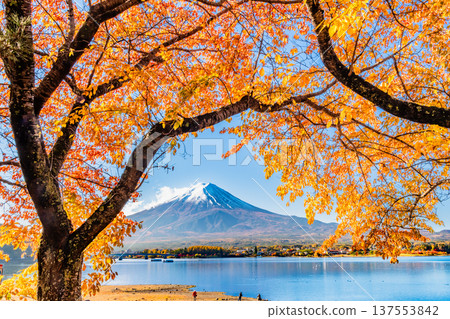 在Mt. Kawaguchiko和富士山的秋季葉子 137553842