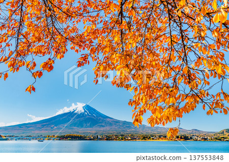 Autumnal leaves on Mt. Kawaguchiko and Mt. Fuji 137553848