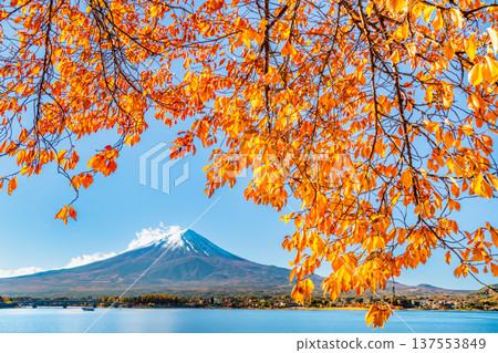 Autumnal leaves on Mt. Kawaguchiko and Mt. Fuji 137553849