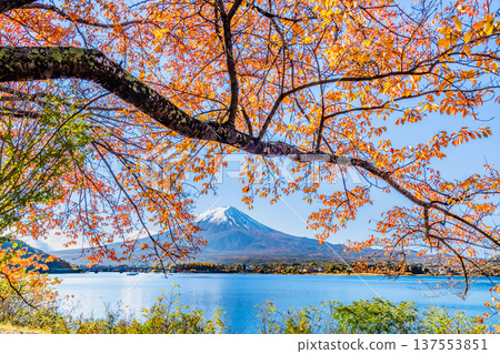 在Mt. Kawaguchiko和富士山的秋季葉子 137553851