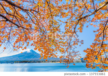 在Mt. Kawaguchiko和富士山的秋季葉子 137553861