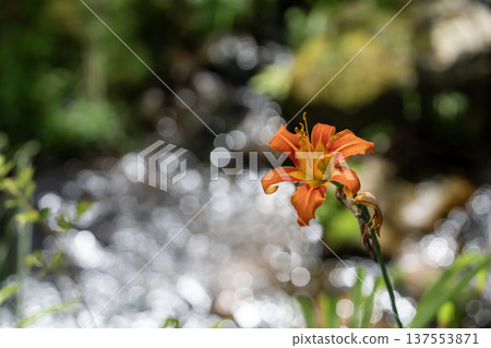 Wild daylily Wild daylily 137553871