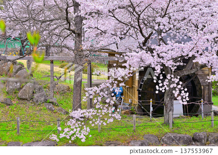 群馬縣水上町八瀨遺址的櫻花和水車正值盛開。 群馬縣水上町八瀨遺址的櫻花和水車正值盛開。 137553967