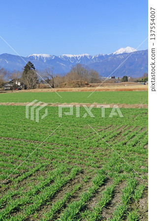 Azumino and the Northern Alps in early spring Azumino and the Northern Alps in early spring 137554007