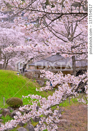 Cherry blossoms in full bloom at the Yase Ruins in Minakami Town, Gunma Prefecture 137554017