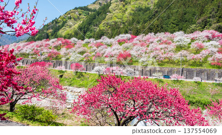 阿智村、花桃村 137554069