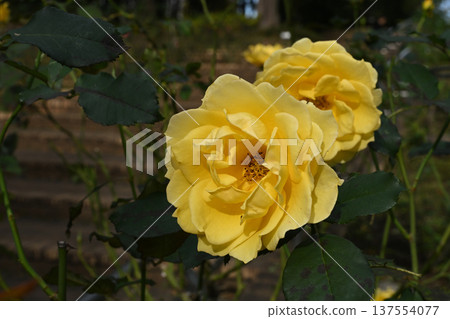 金兔玫瑰 金兔玫瑰 137554077