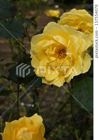 金兔玫瑰 金兔玫瑰 137554078