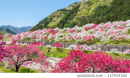 阿智村、花桃村 阿智村、花桃村 137554108