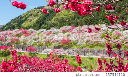 Achi Village, Hanamomo Village Achi Village, Hanamomo Village 137554110