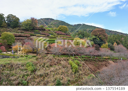 Aikawa Park Flower Slope Aikawa Park Flower Slope 137554189