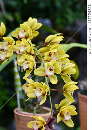 Cymbidium Star Parade "Halley's Comet" Cymbidium Star Parade "Halley's Comet" 137554268