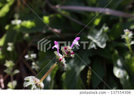 Lamium amplexicaule 137554306
