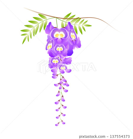 紫藤花 紫藤花 137554373