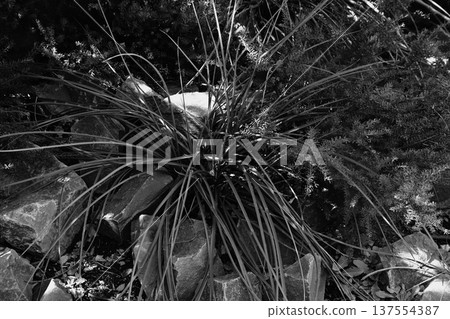 Natural textures made from rocks and plants Natural textures made from rocks and plants 137554387