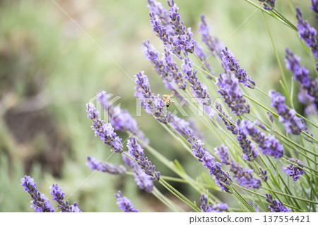 lavender lavender 137554421