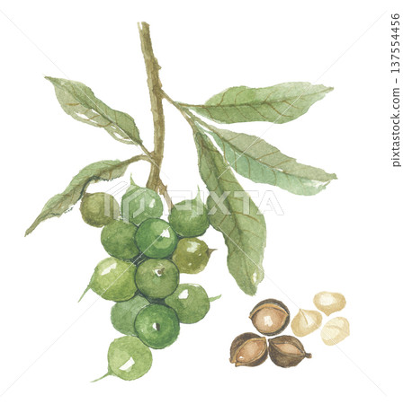 Watercolor macadamia and its fruit Macadamia nuts Watercolor macadamia and its fruit Macadamia nuts 137554456