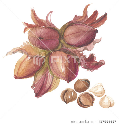 Watercolor hazelnuts Watercolor hazelnuts 137554457