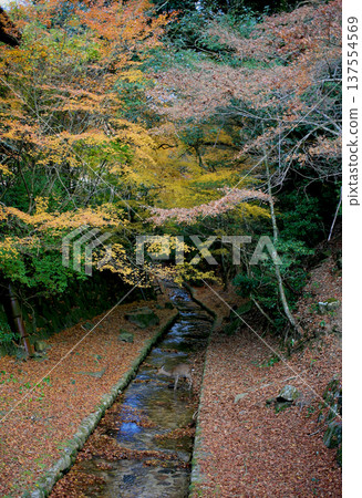 楓樹溪和野生鹿 137554569