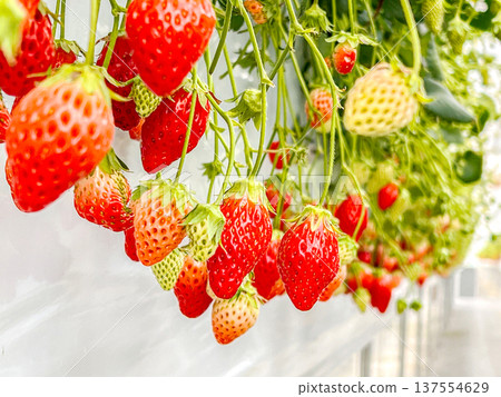 Greenhouse-grown strawberries Greenhouse-grown strawberries 137554629