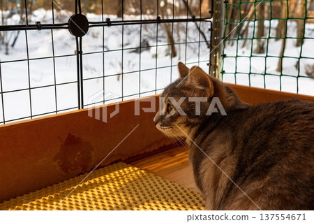 Tabby kitty enjoying early spring sunshine on a secure balcony overlooking snowy outdoors Tabby kitty enjoying early spring sunshine on a secure balcony overlooking snowy outdoors 137554671