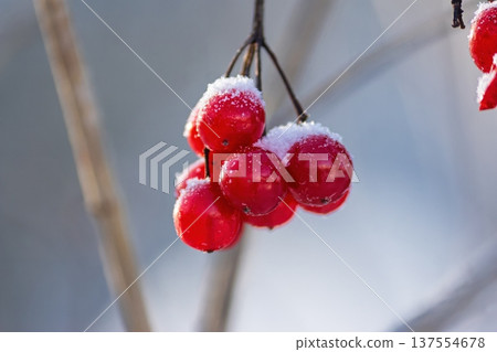 Glistening red viburnum berries, beautifully dusted with fresh snow, capture the radiant winter sunlight. A striking natural spectacle of frosty elegance 137554678