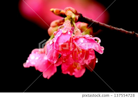 河津櫻上的雨滴 河津櫻上的雨滴 137554728