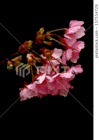 河津櫻上的雨滴 137554729