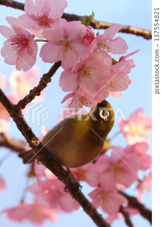 "Mejiro" came to Kawazu Sakura "Mejiro" came to Kawazu Sakura 137554821