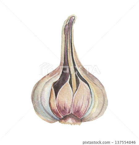 Fresh garlic cloves and head, isolated image, watercolor illustration on white background. For textile design, prints and banners Fresh garlic cloves and head, isolated image, watercolor illustration on white background. For textile design, prints and banners 137554846
